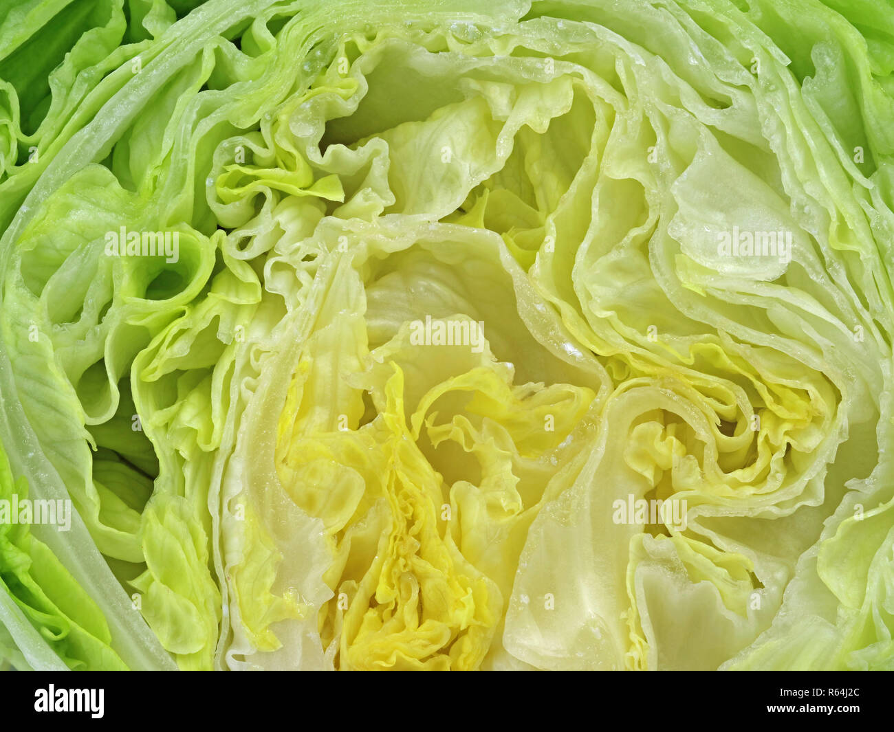 close up of sliced fresh iceberg salad lettuce texture Stock Photo