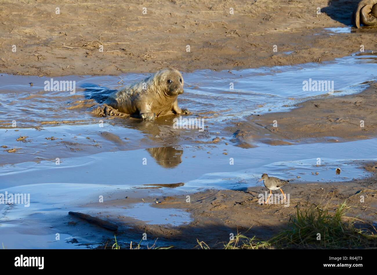 Newborn baby pup Grey Seal watching a redshank on beach at Donna Nook