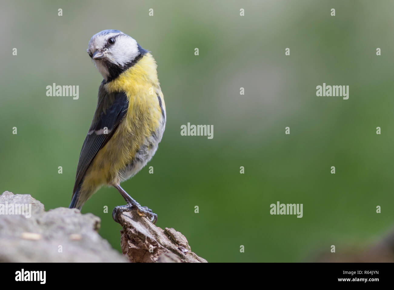 blue tit on foraging Stock Photo
