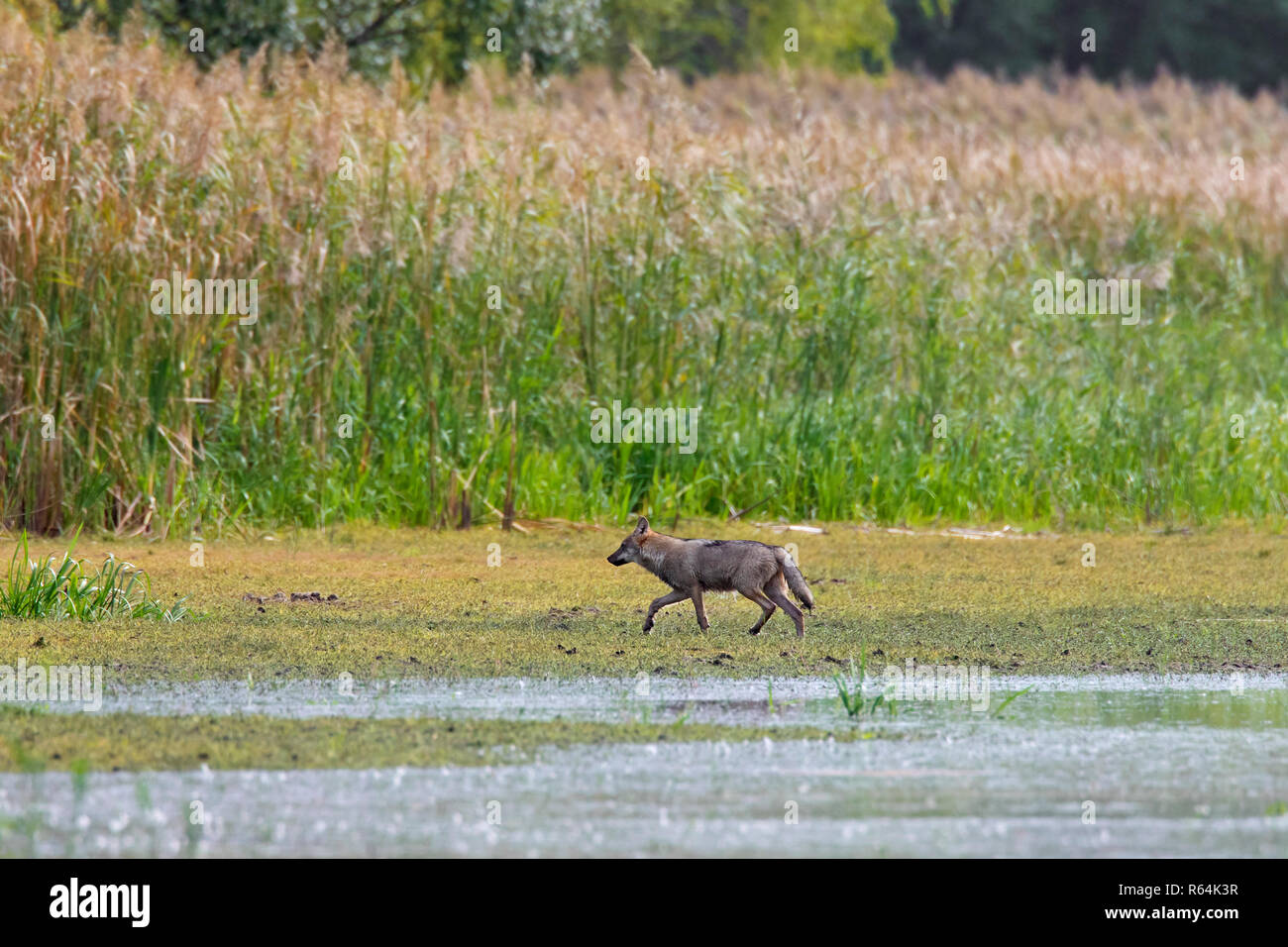 Solitary European gray wolf / wild grey wolf (Canis lupus) foraging along lake shore, Saxony / Sachsen, Germany Stock Photo