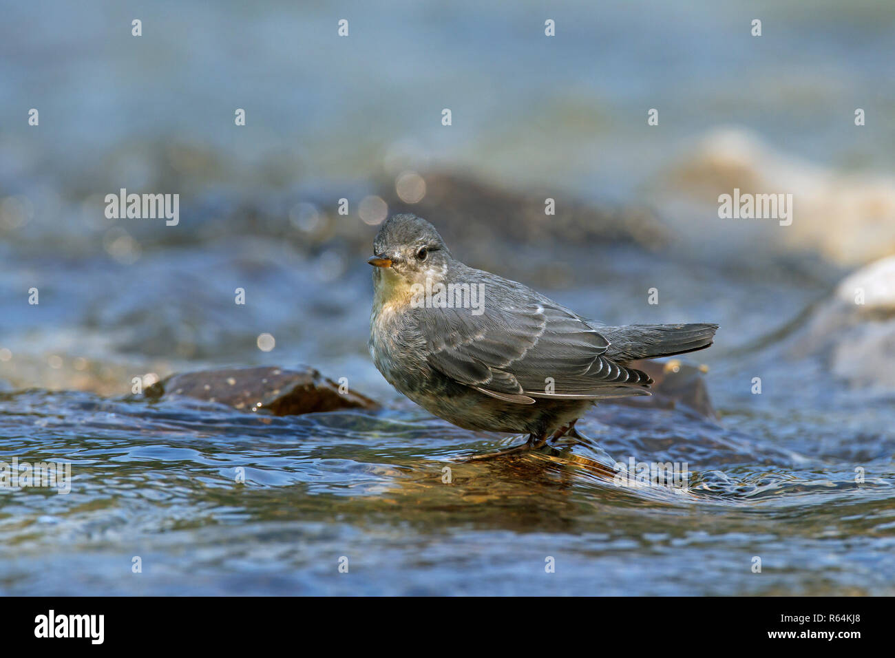 Water ouzel hi-res stock photography and images - Alamy