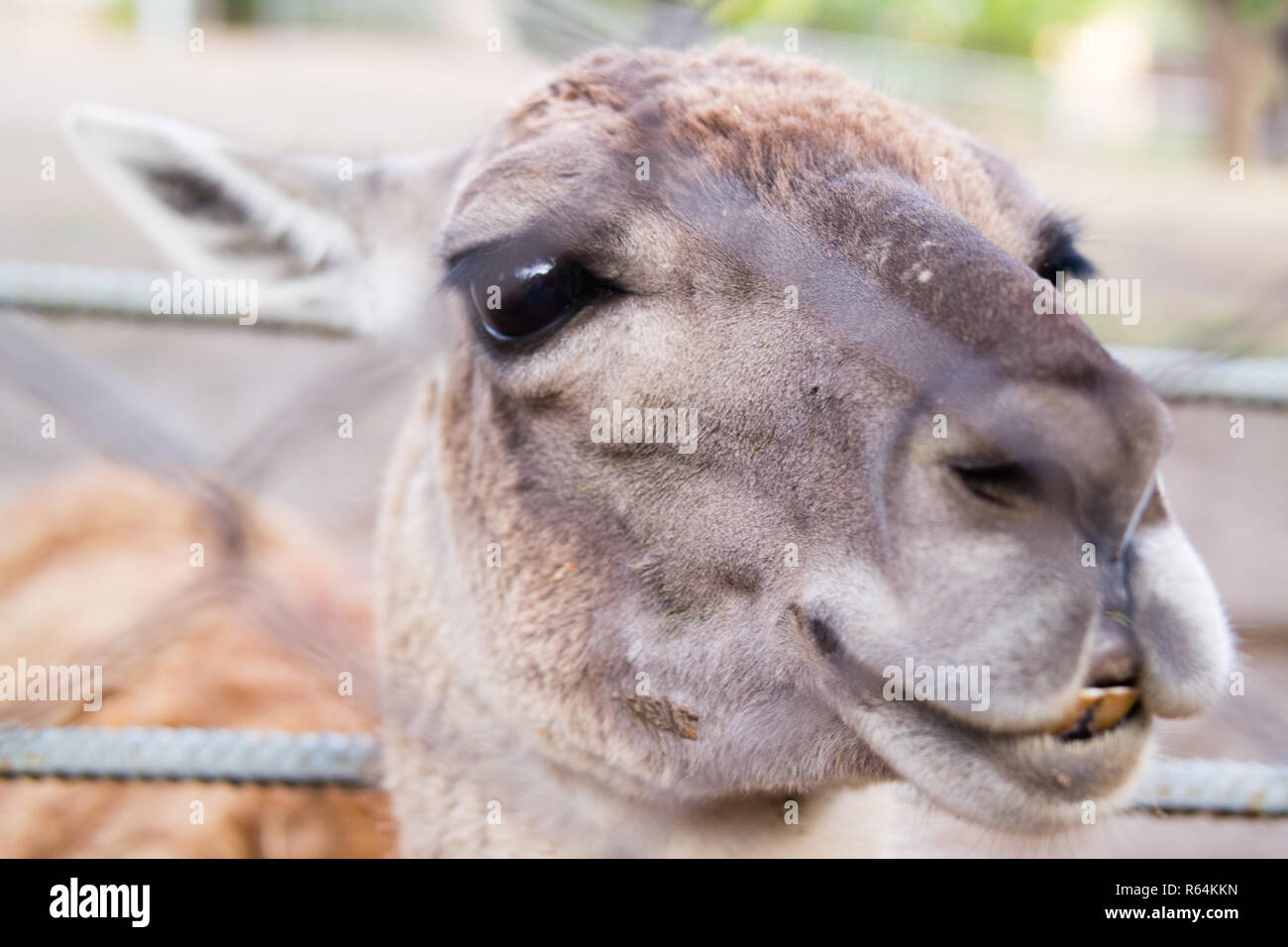 Llama's charismatic head close-up at the zoo Stock Photo