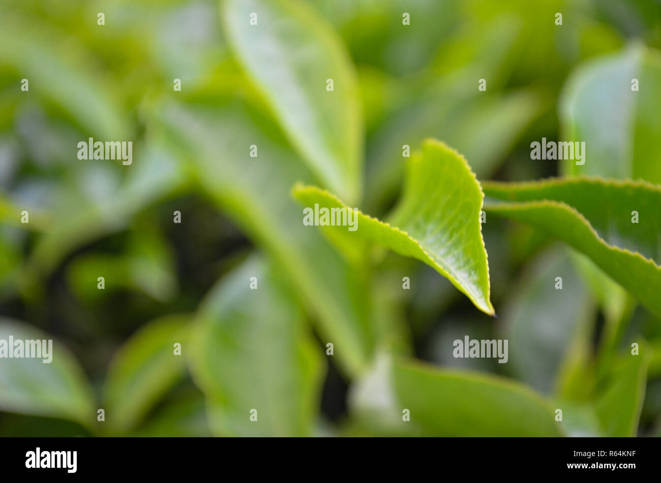 Close up macros of green tea leaves in Munnar's tea estate, Kerala