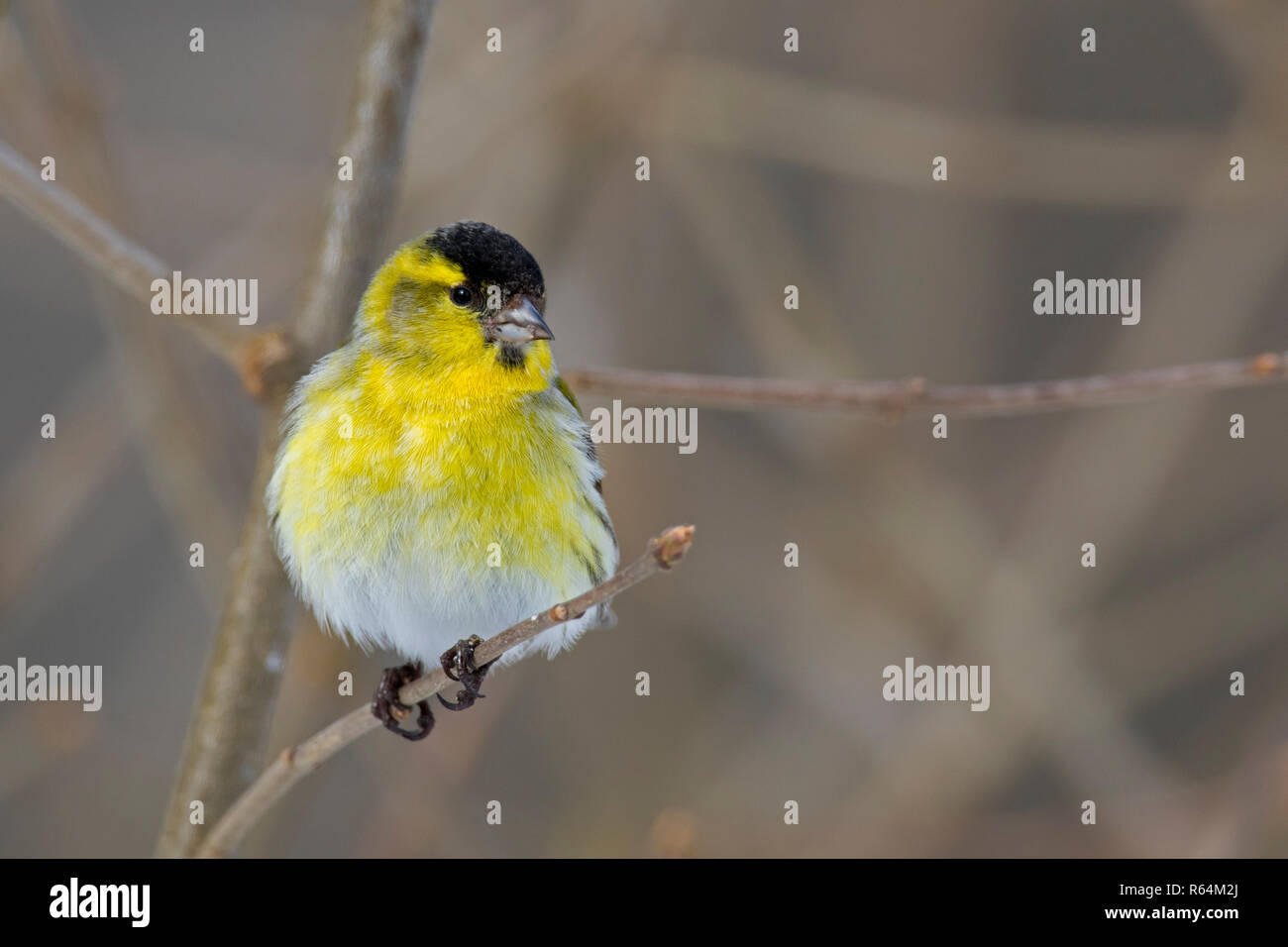 Eurasian siskin / European siskin / common siskin, (Spinus spinus) male with fluffed up feathers perched in tree in winter Stock Photo