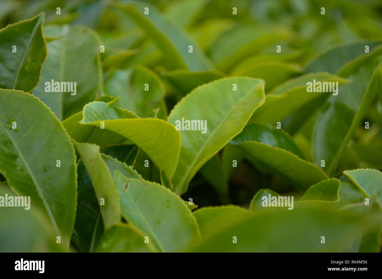 Close up macros of green tea leaves in Munnar's tea estate, Kerala