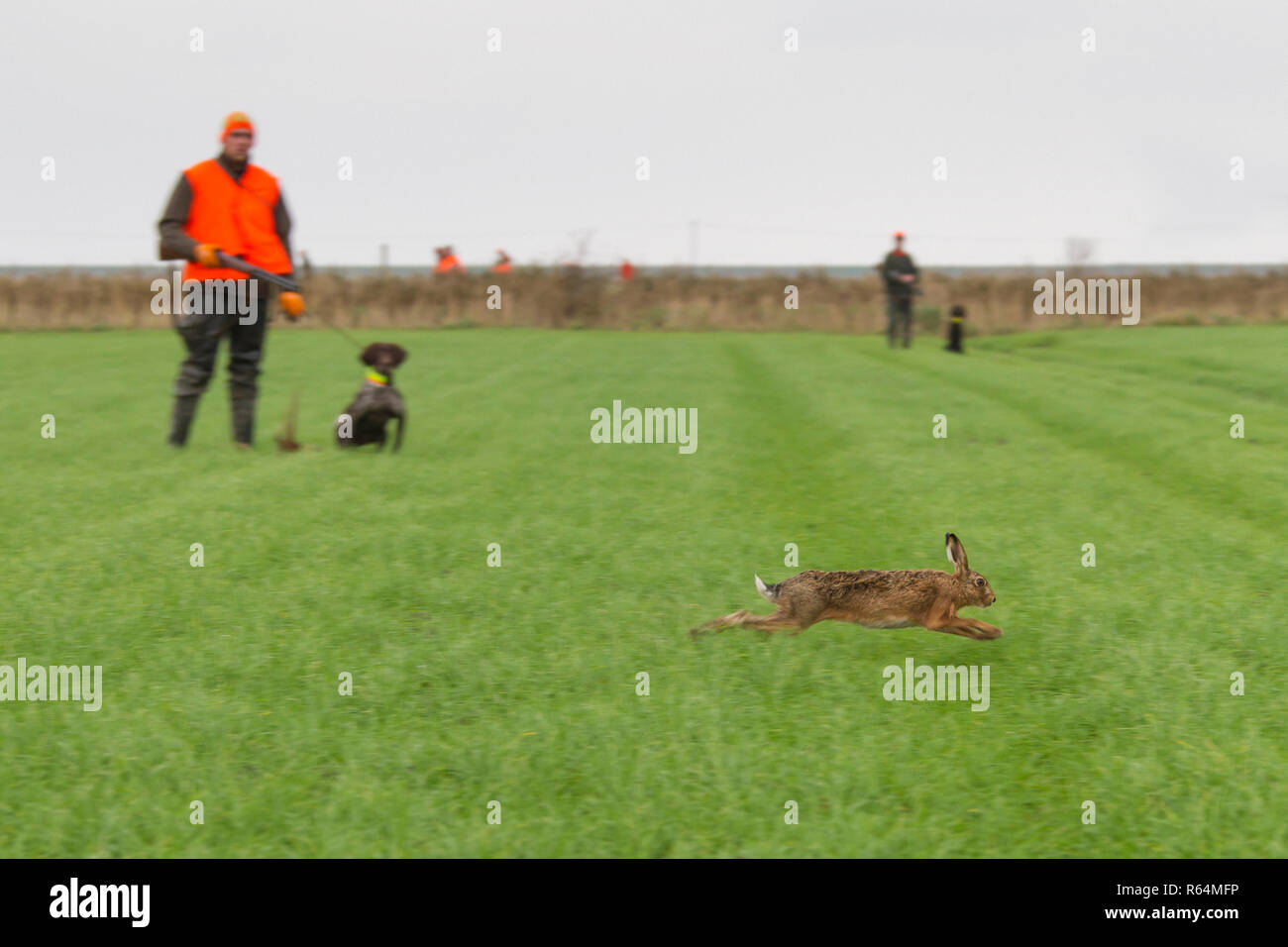 Hunters with rifle and gun dogs watching fleeing brown hare (Lepus