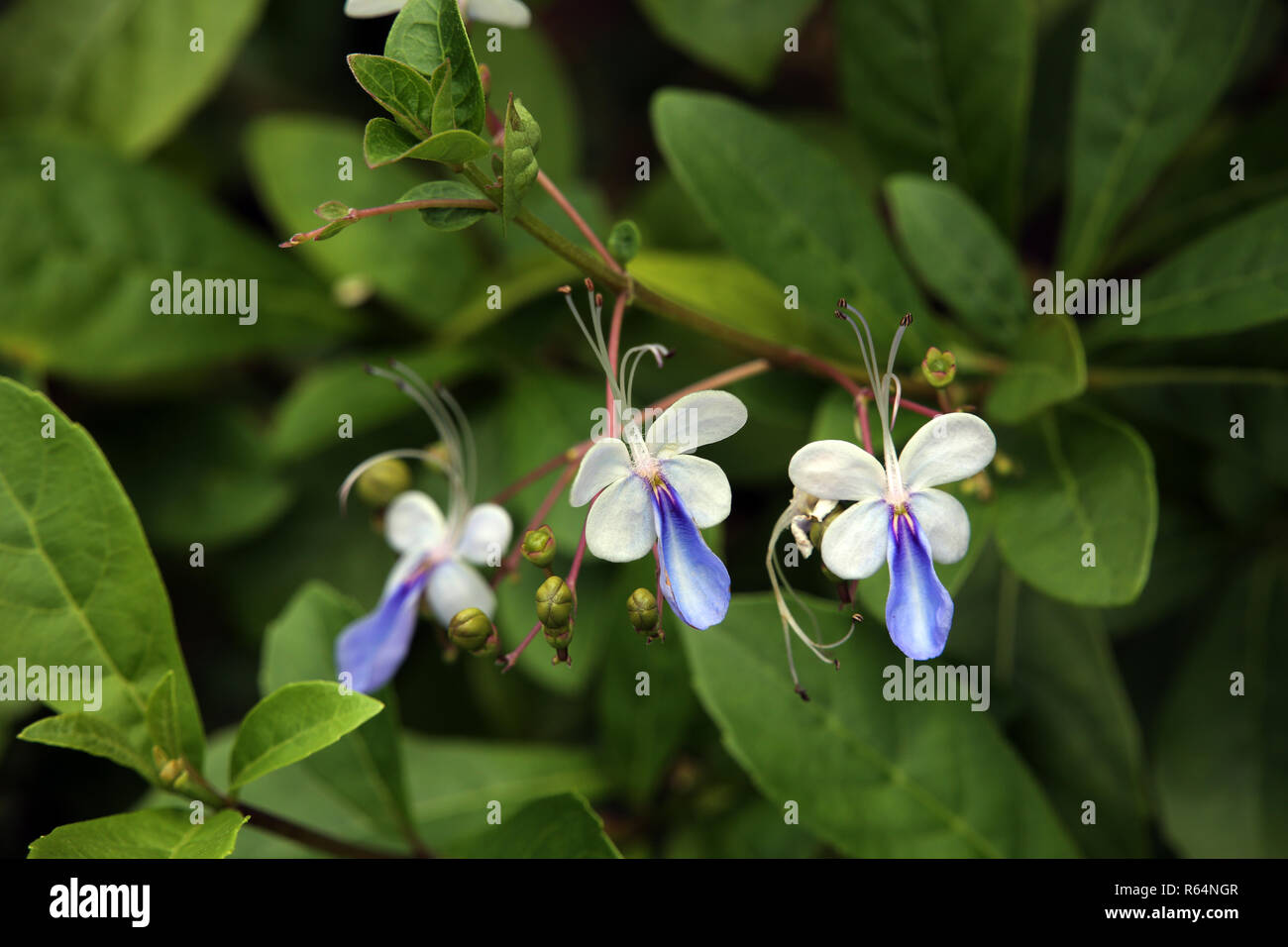 uganda lily shrub - rotheca myricoides Stock Photo