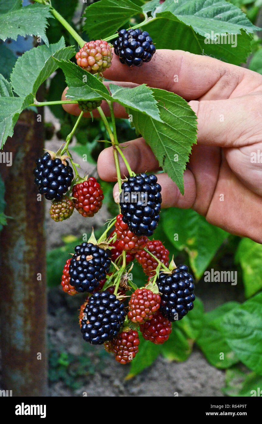 Organic blackberries Stock Photo Alamy