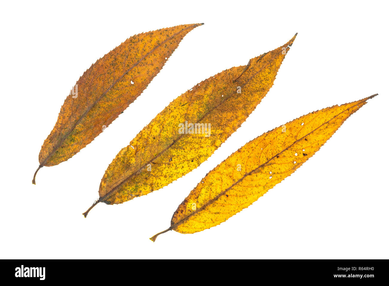 foliage of a yellow willow in autumn Stock Photo