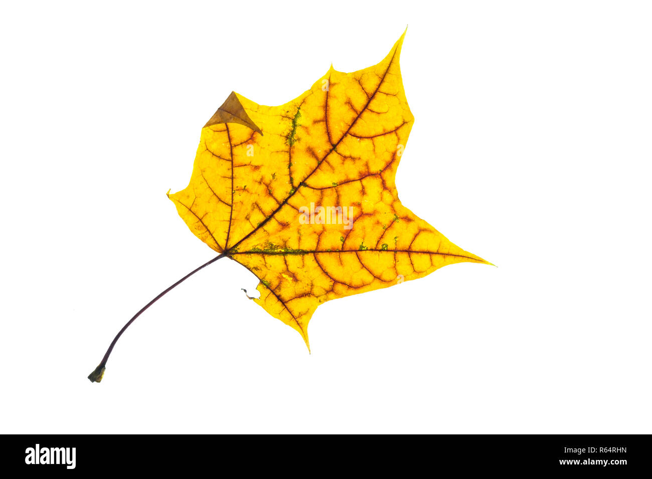 leaf yellow of maple with red leaf veins in autumn Stock Photo