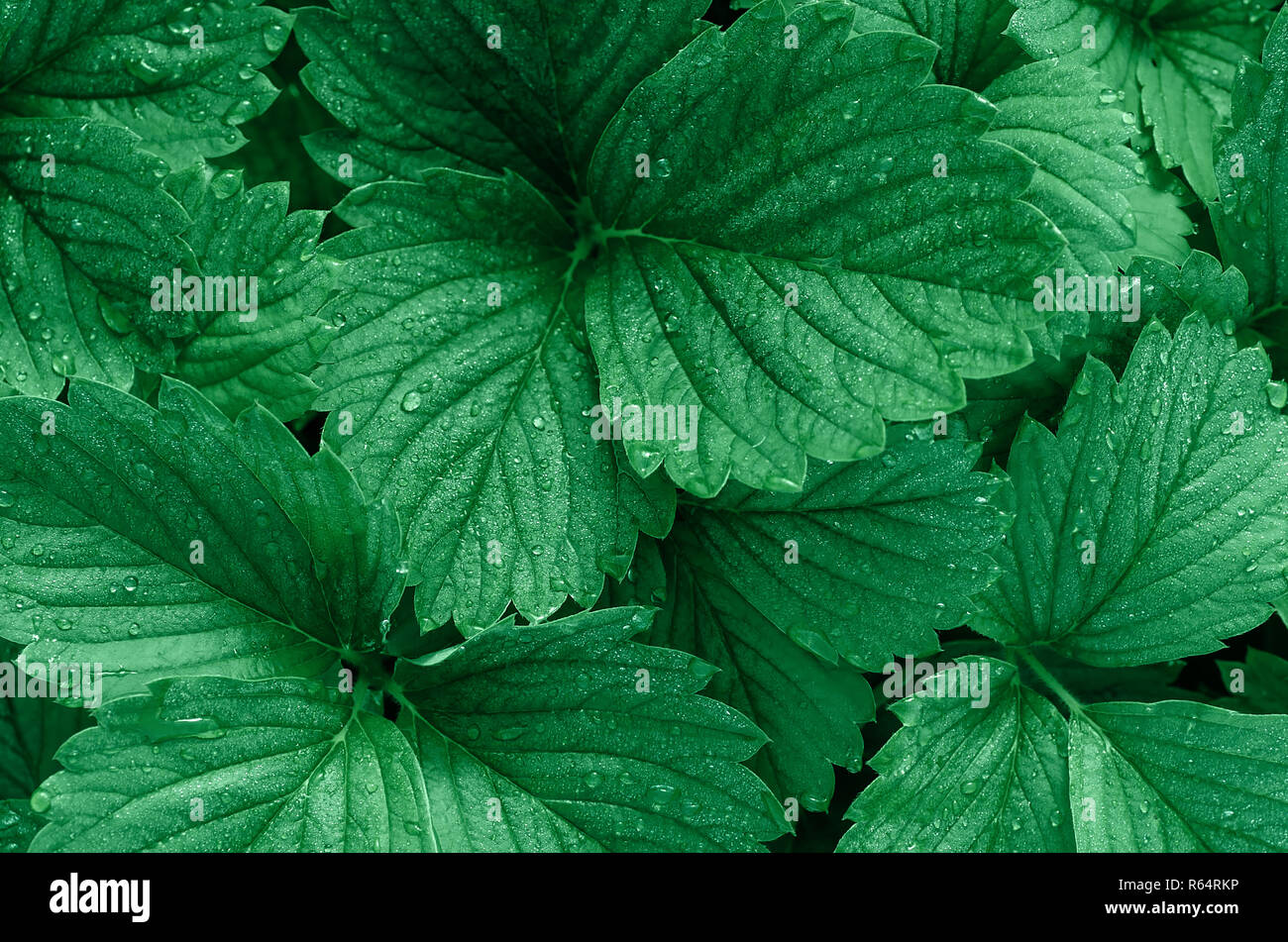 Fashionable color. Green background of strawberry leaves. Dew drops on the leaves. Stock Photo