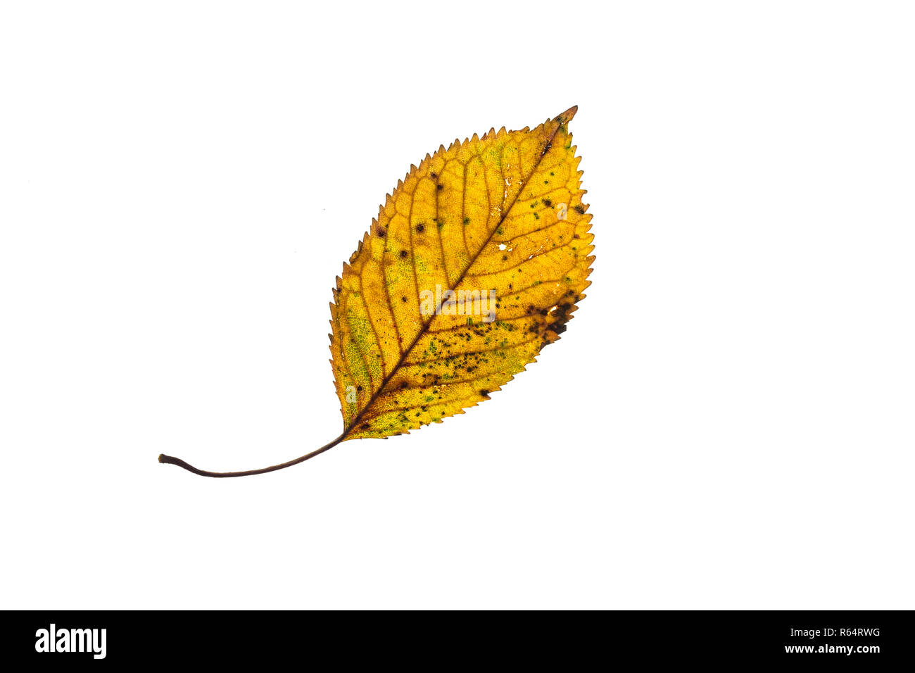 leaf hornbeam yellow in autumn Stock Photo