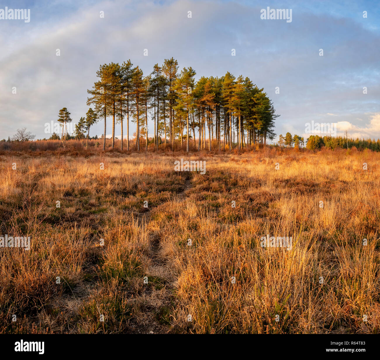 Bog trees hi-res stock photography and images - Alamy