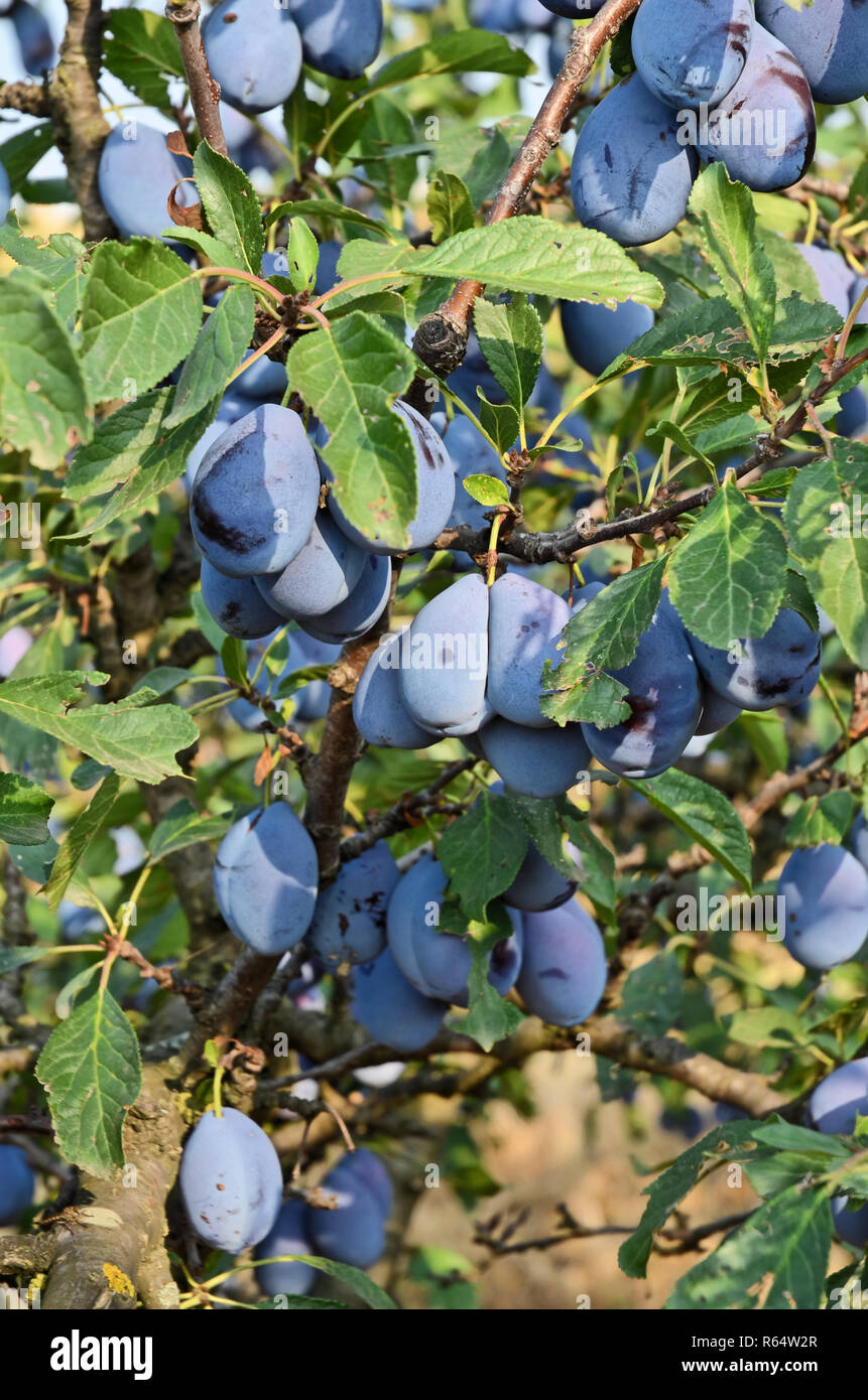 Plum orchard in Serbia Stock Photo Alamy