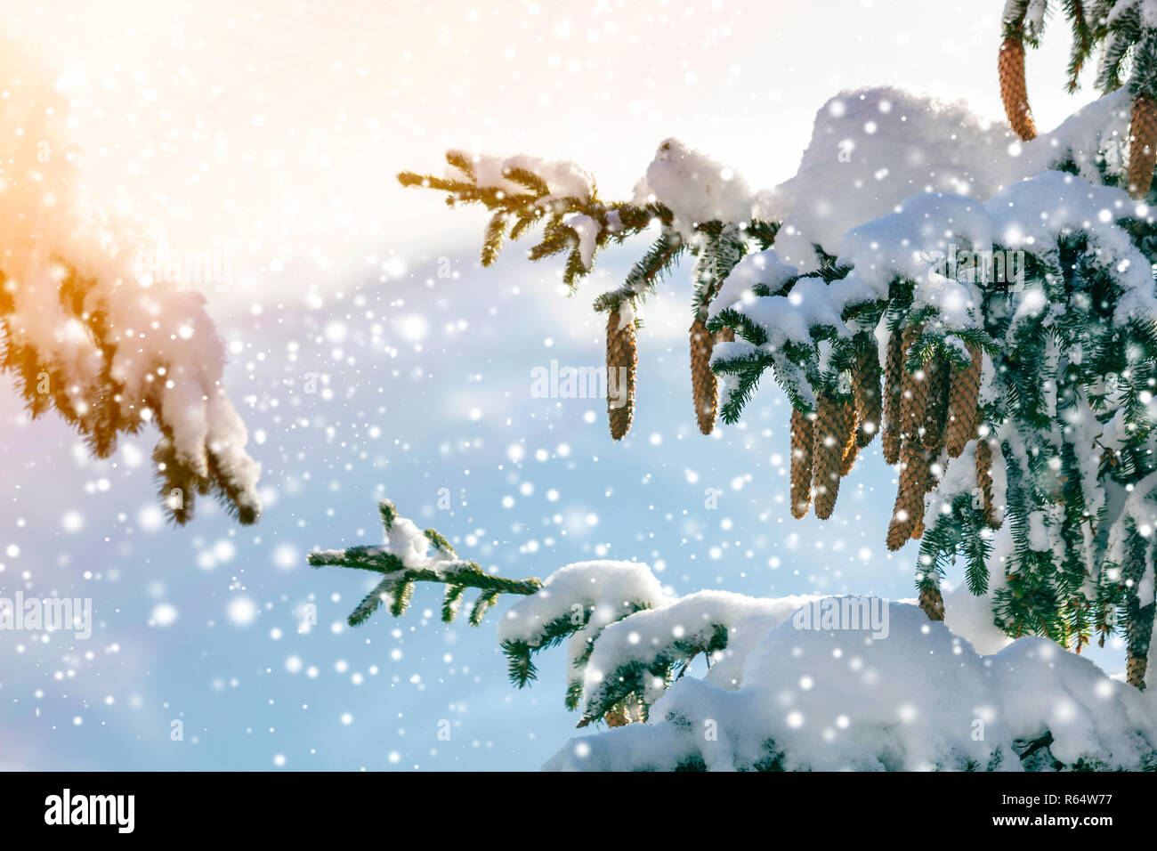 Spruce tree branch with green needles and cones covered with deep snow ...