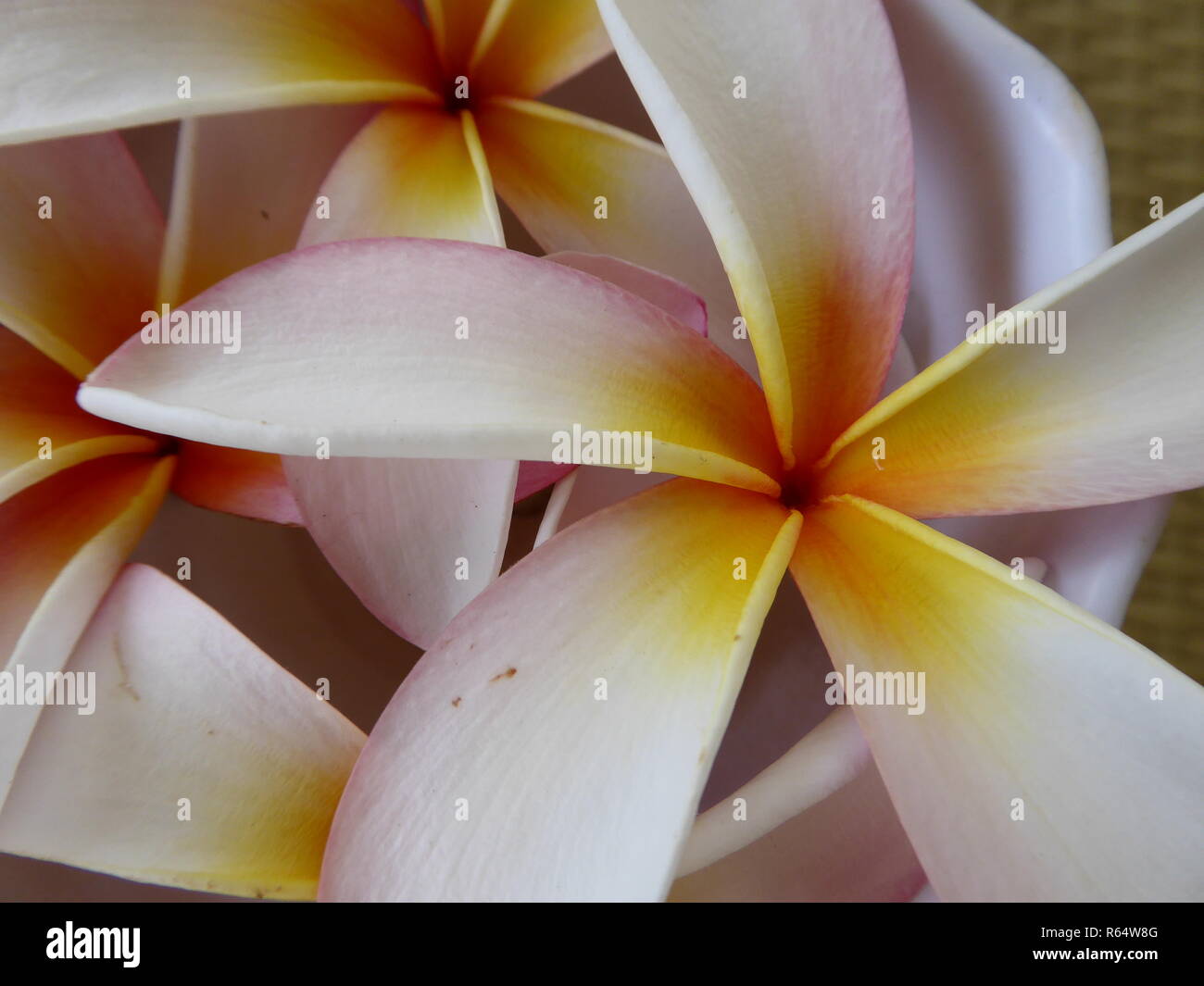 mauritius frangipane flowers Stock Photo Alamy