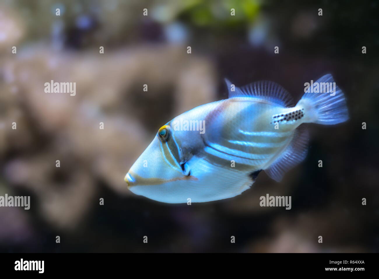 picasso triggerfish Stock Photo