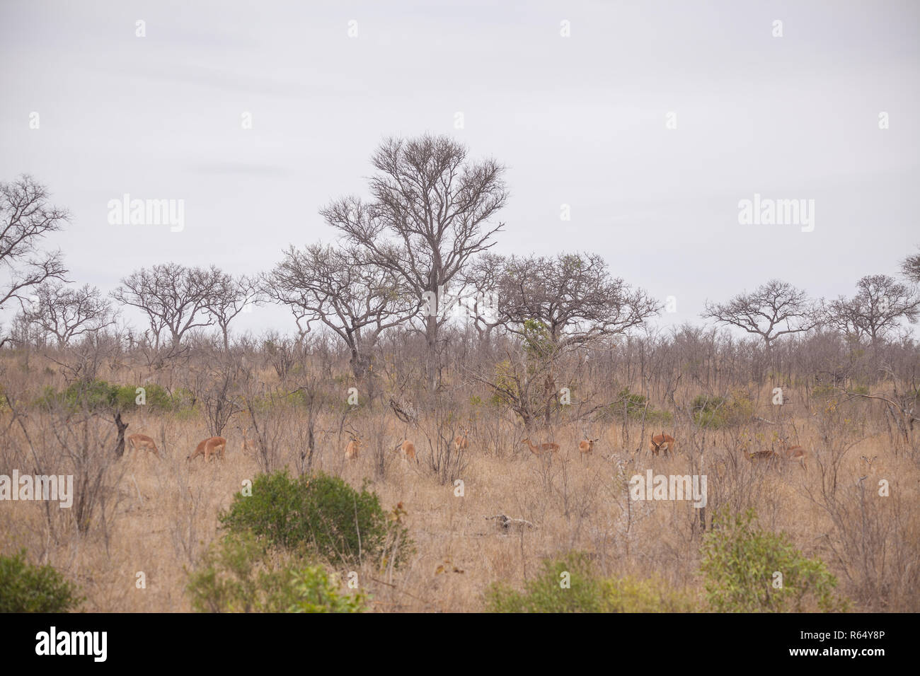 landscape in south africa Stock Photo - Alamy