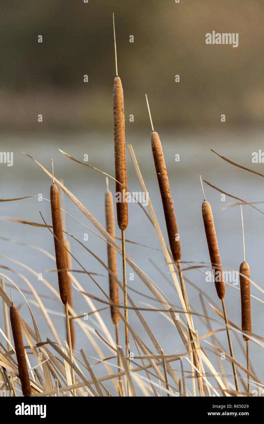 Bulrushes at the lake side in bleak December 2018 Horsham UK. Seen from a hide the familiar shape and texture of the long bulbous brown bodies Stock Photo