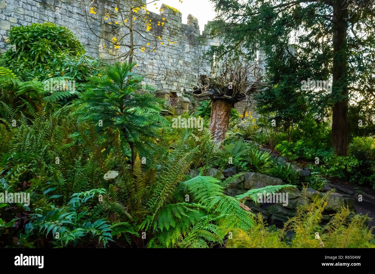 Tree fern uk garden hi-res stock photography and images - Alamy