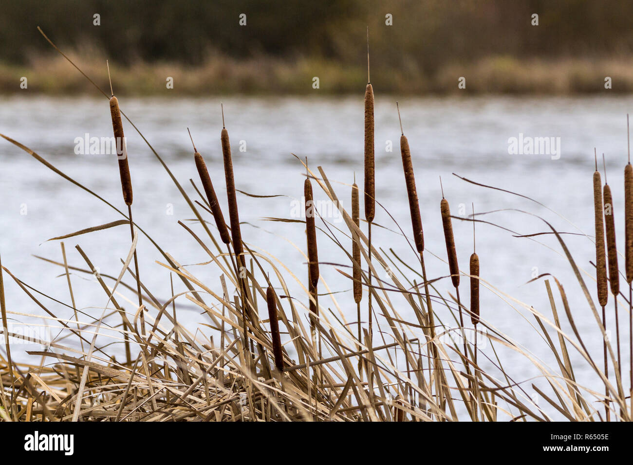 Bulrushes at the lake side in bleak December 2018 Horsham UK. Seen from a hide the familiar shape and texture of the long bulbous brown bodies Stock Photo