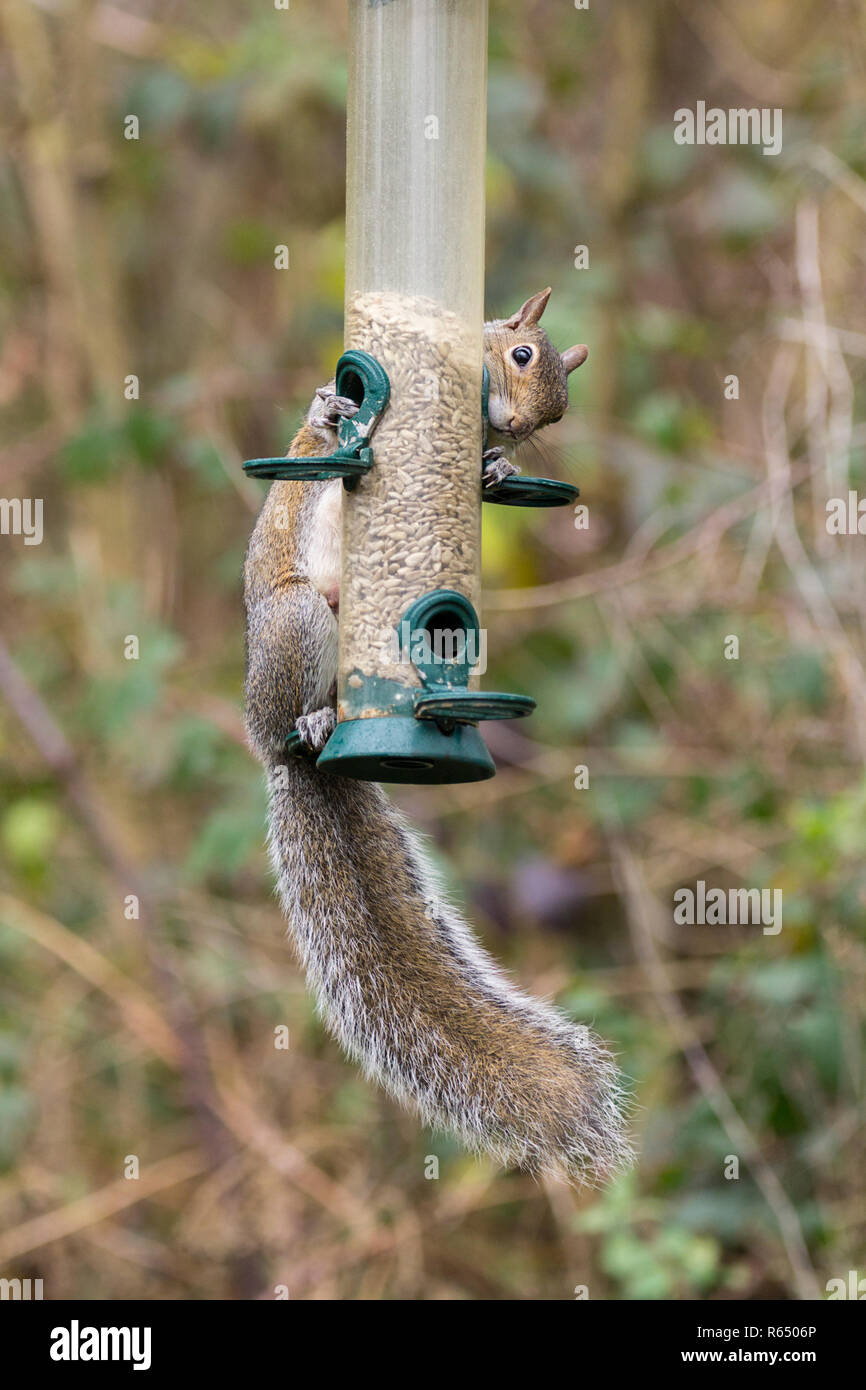 Grey squirrel (Sciurus carolinensis) feeding on sunflower seeds from a bird feeder in the Warham wildlife reserve Horsham UK using acrobatic skills. Stock Photo