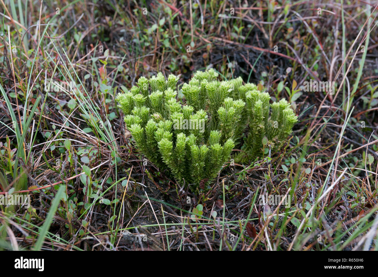 Fir Clubmoss (Huperzia selago) in a moor in the  Peak District National Park, England Stock Photo
