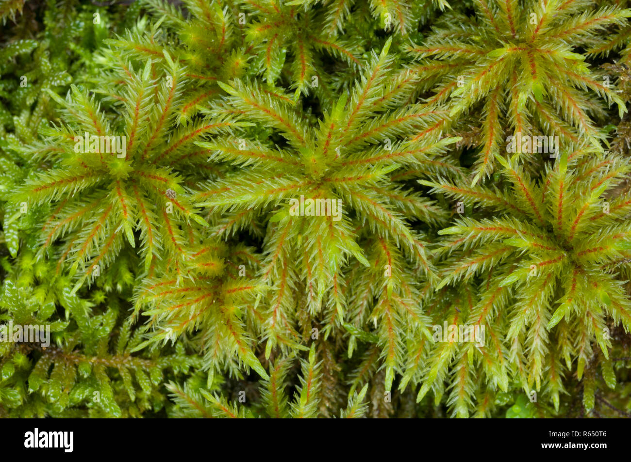 Tree moss (Climacium dendroides) growing on a rotting tree stump in the White Peak, Peak District National Park, Emgland Stock Photo