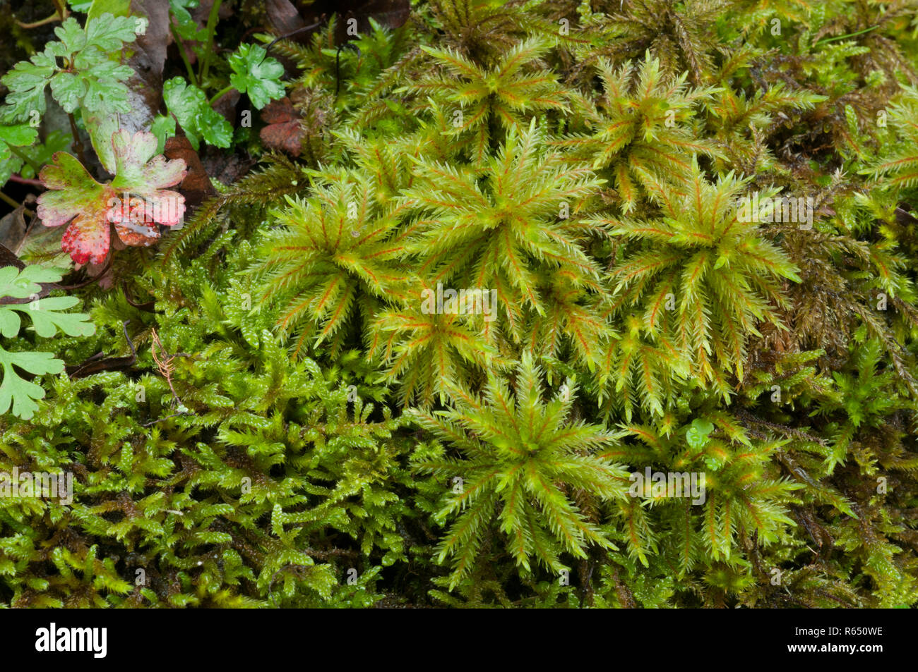 Tree moss (Climacium dendroides) growing on a rotting tree stump in the White Peak, Peak District National Park, Emgland Stock Photo