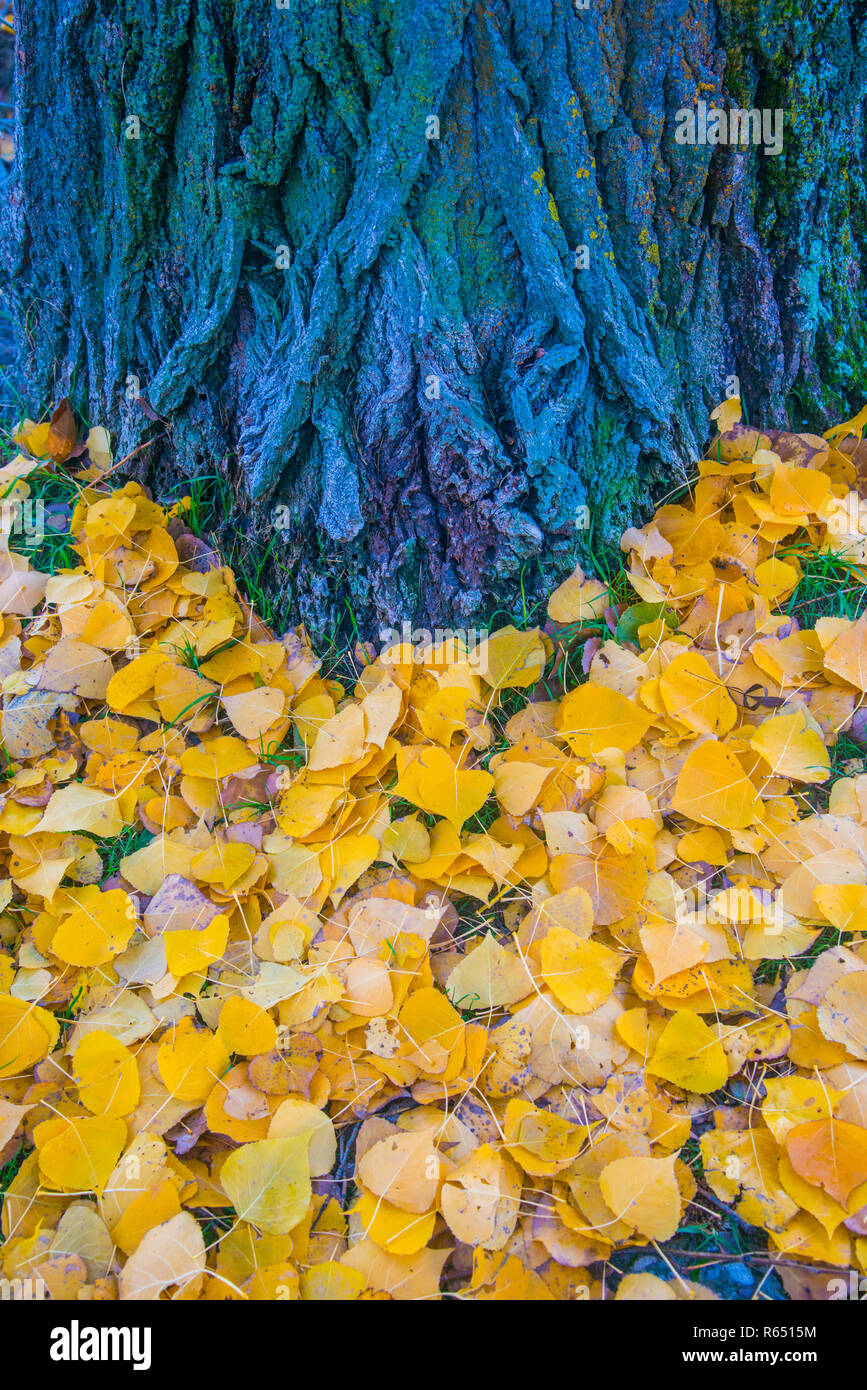 Tree trunk and fallen leaves. Stock Photo