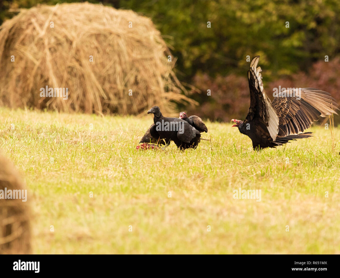 A Black Faced Vulture & some Turkey Vultures Squabble over a carcuss