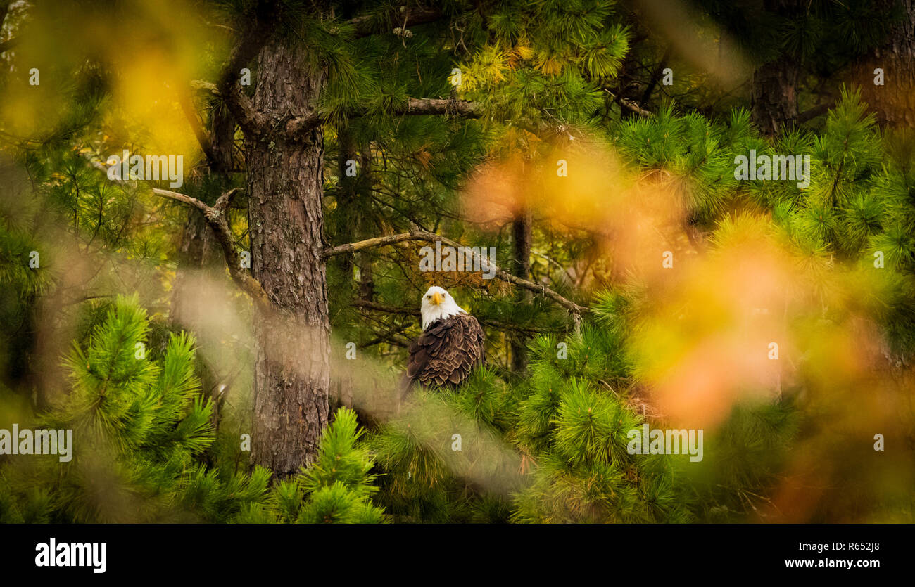 After the Vultures left, this American Bald Eagle took full advantage