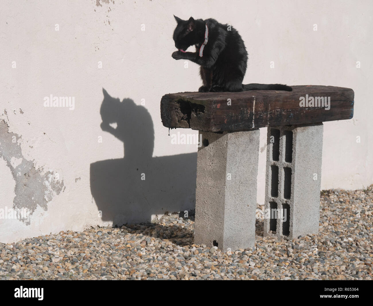 A back cat throwing a black shadow on a wall as it sits on a makeshift