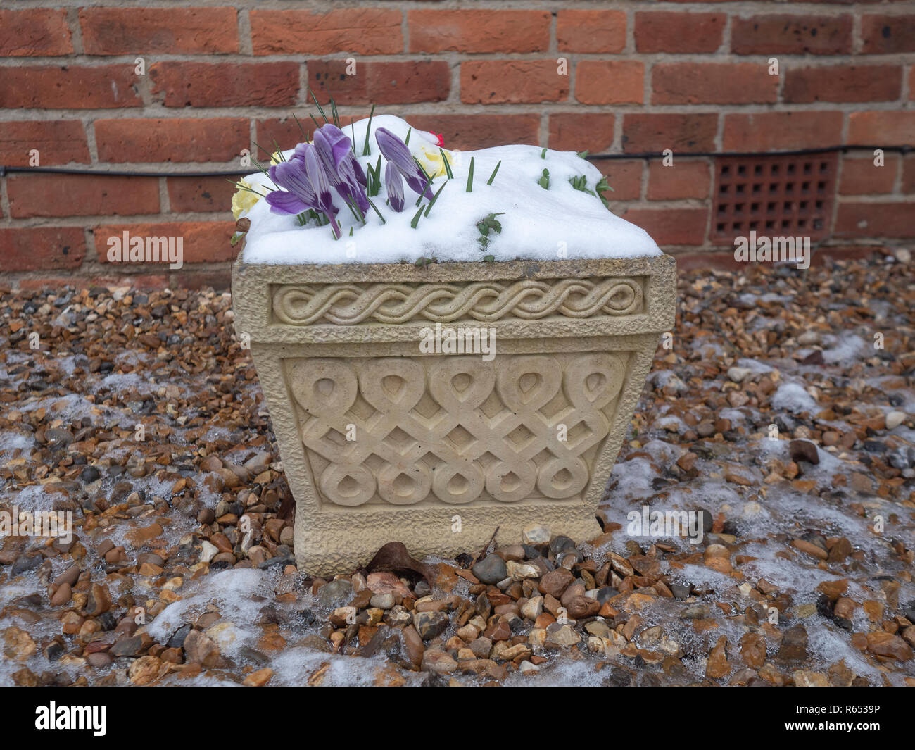 Flowers in a planter trying to cope with early snow fall Stock Photo