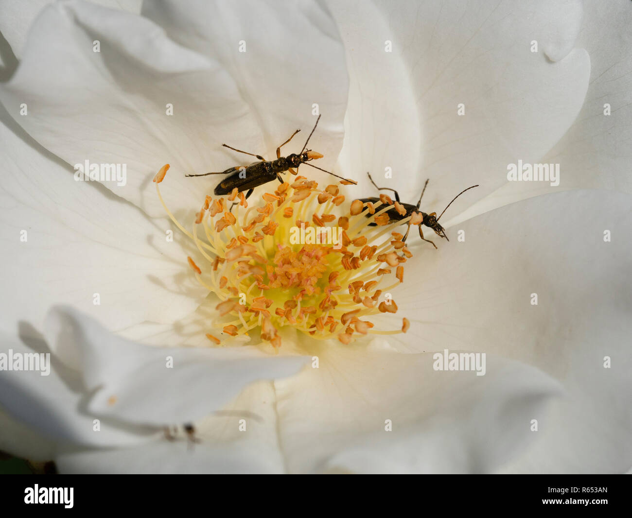 Animal feed insects hires stock photography and images Alamy