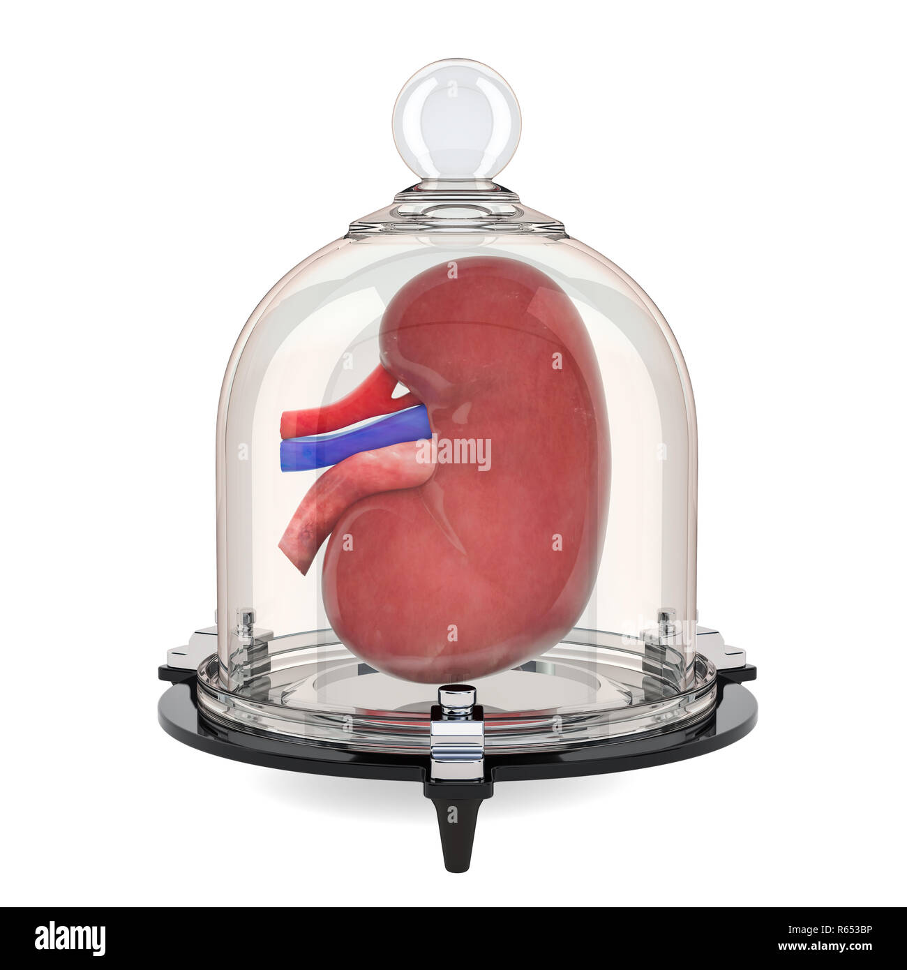 Human kidney covered by glass bell, protect concept. 3D rendering