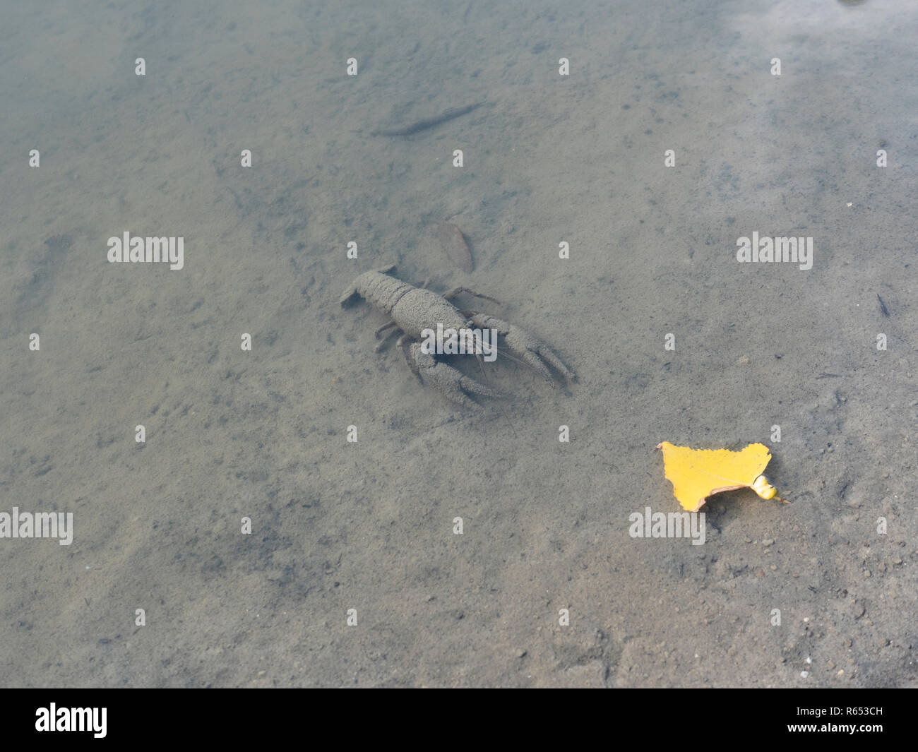 Crayfish in shallow fresh water when water levels have dropped at end of summer Stock Photo