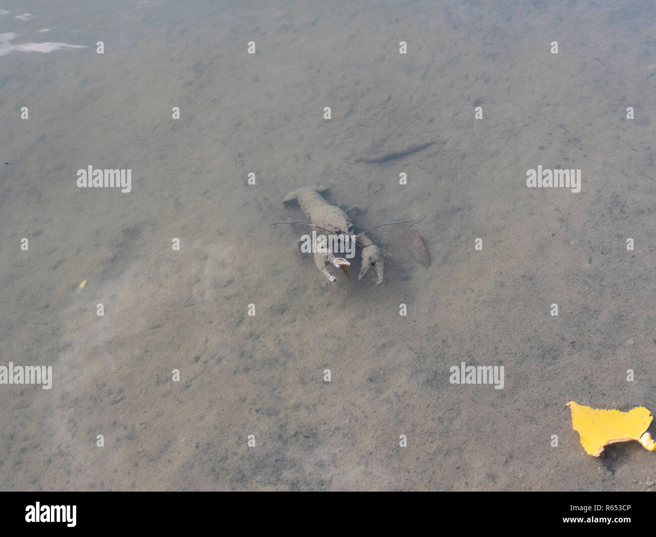 Crayfish in shallow fresh water when water levels have dropped at end of summer Stock Photo
