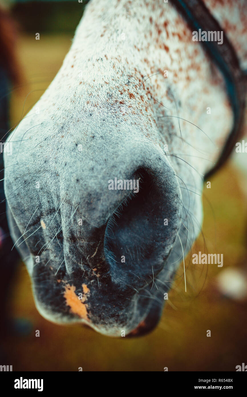 The nostrils of the horse Stock Photo Alamy