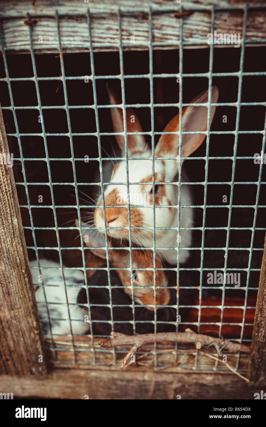 Bunnies in a cage Stock Photo Alamy