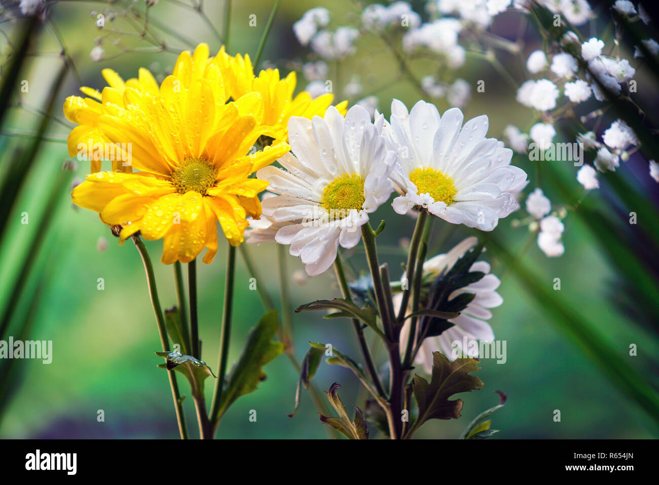 Montreal,Canada,3 December, 2018. Daisy flowers on a spring day. Credit:Mario Beauregard/Alamy Live News Stock Photo