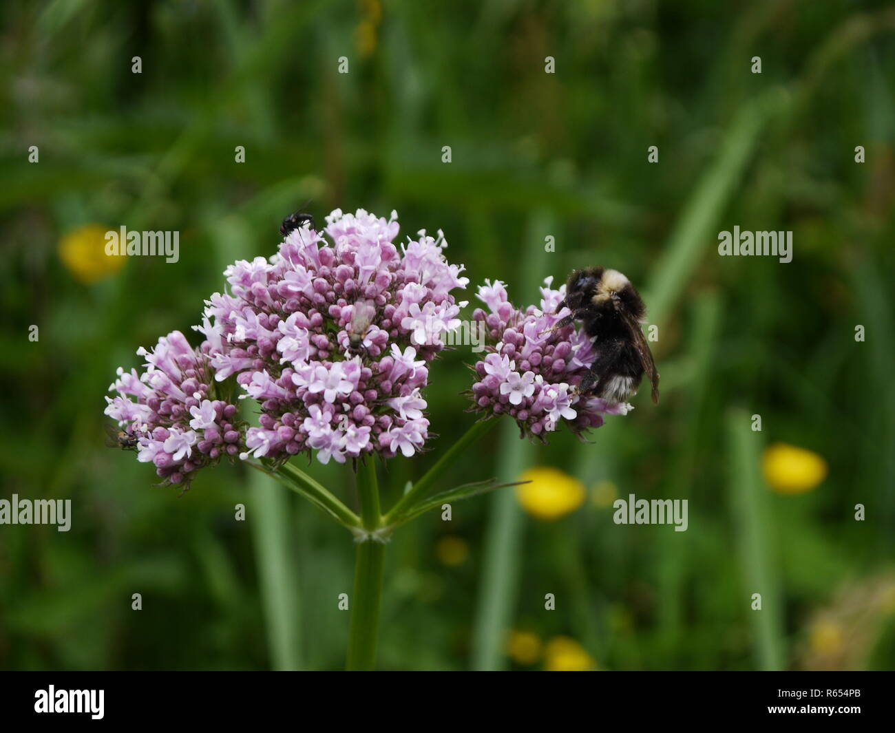 valerian blossom with bumblebee Stock Photo