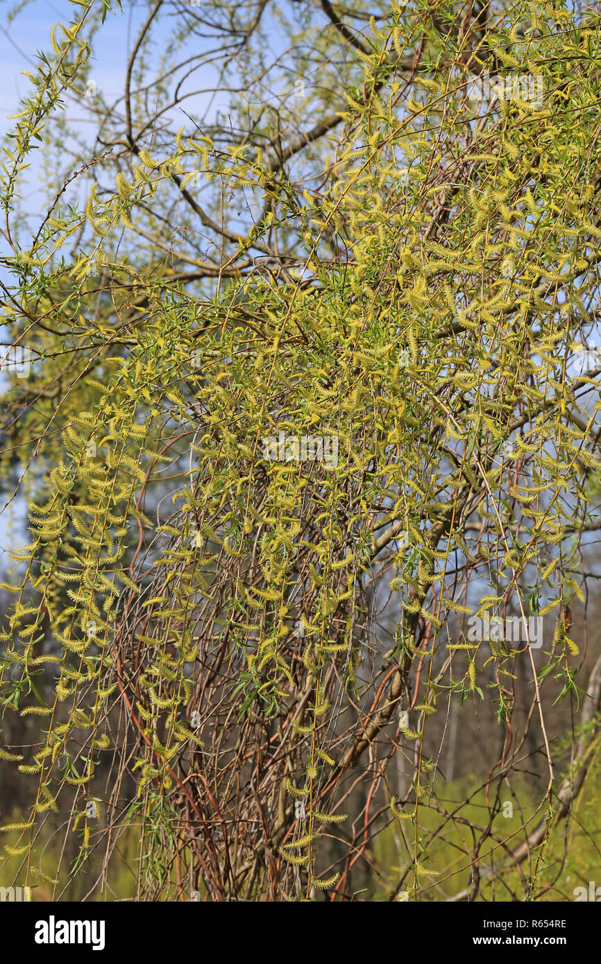 flowering white willow salix alba Stock Photo Alamy