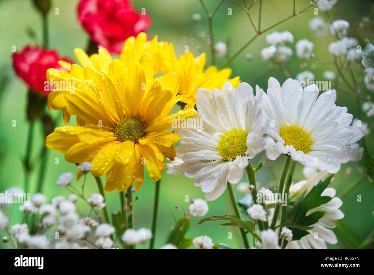 Montreal,Canada,3 December,2018.Daisy flowers on a spring day.Credit:Mario Beauregard/Alamy Live News Stock Photo