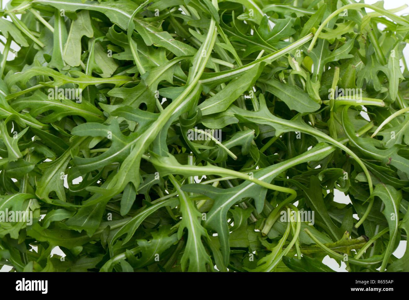 Руккола круглая. Рукола пренебрегаю. Рассада рукколы. Рукола пренебрегаю. Рукола пренебрегаю.