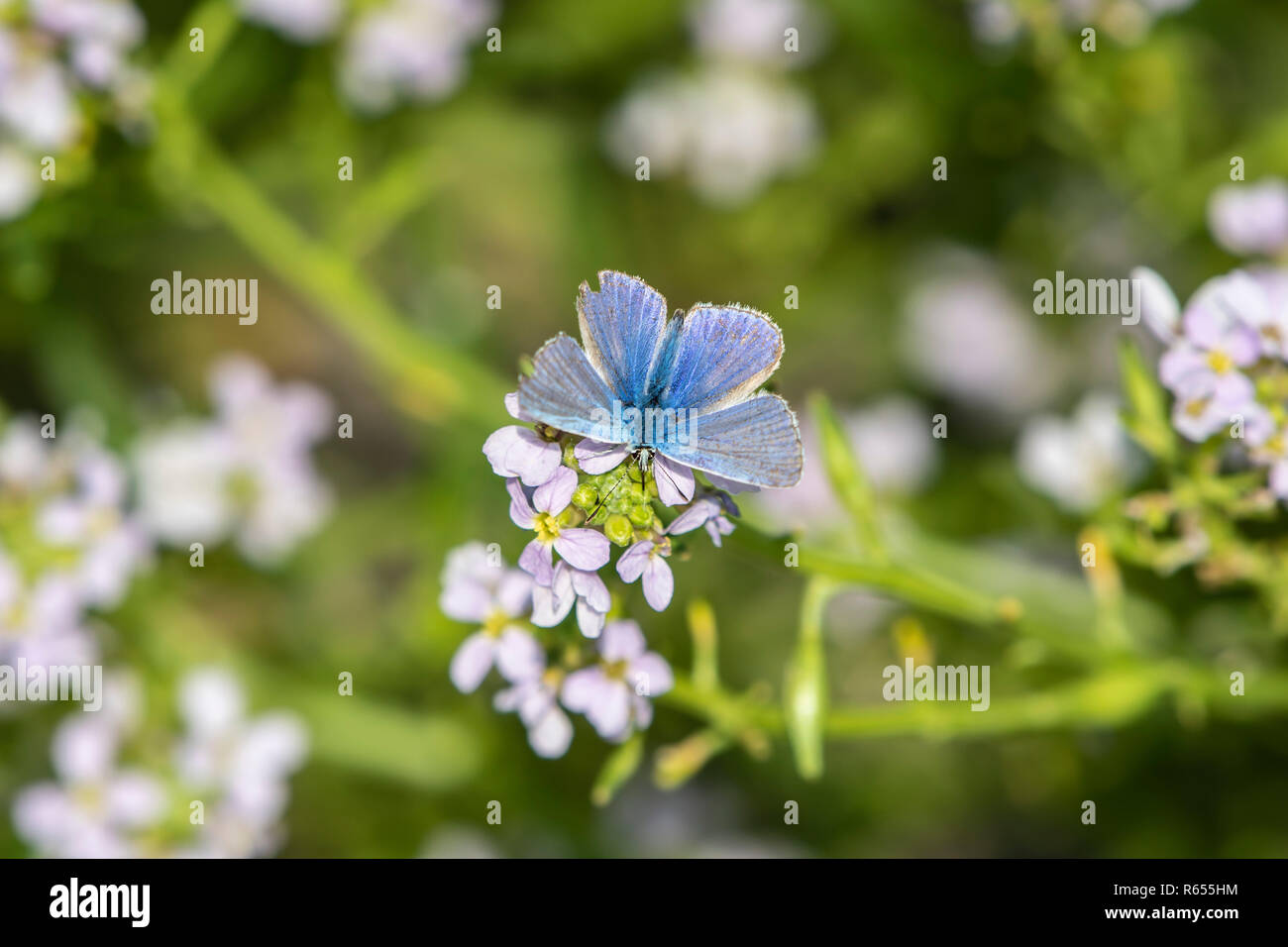 Blue Rockets Flower Blue rocket plant flora hi-res stock photography and images - Alamy