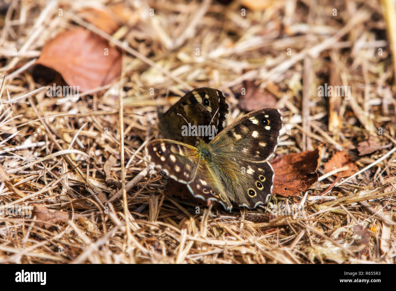 Speckled wood (Pararge aegeria) butterflies mating on the ground. Stock Photo
