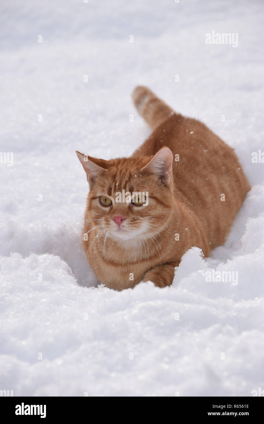 domestic cat in the winter Stock Photo