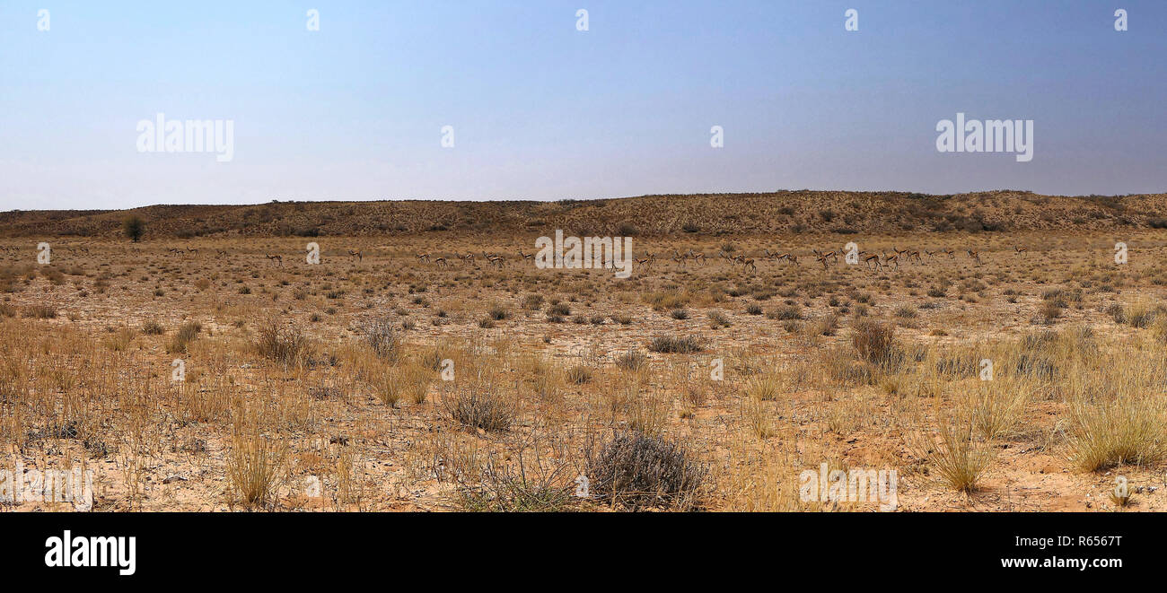 springboks in the kgalagadi transfrontier national park Stock Photo
