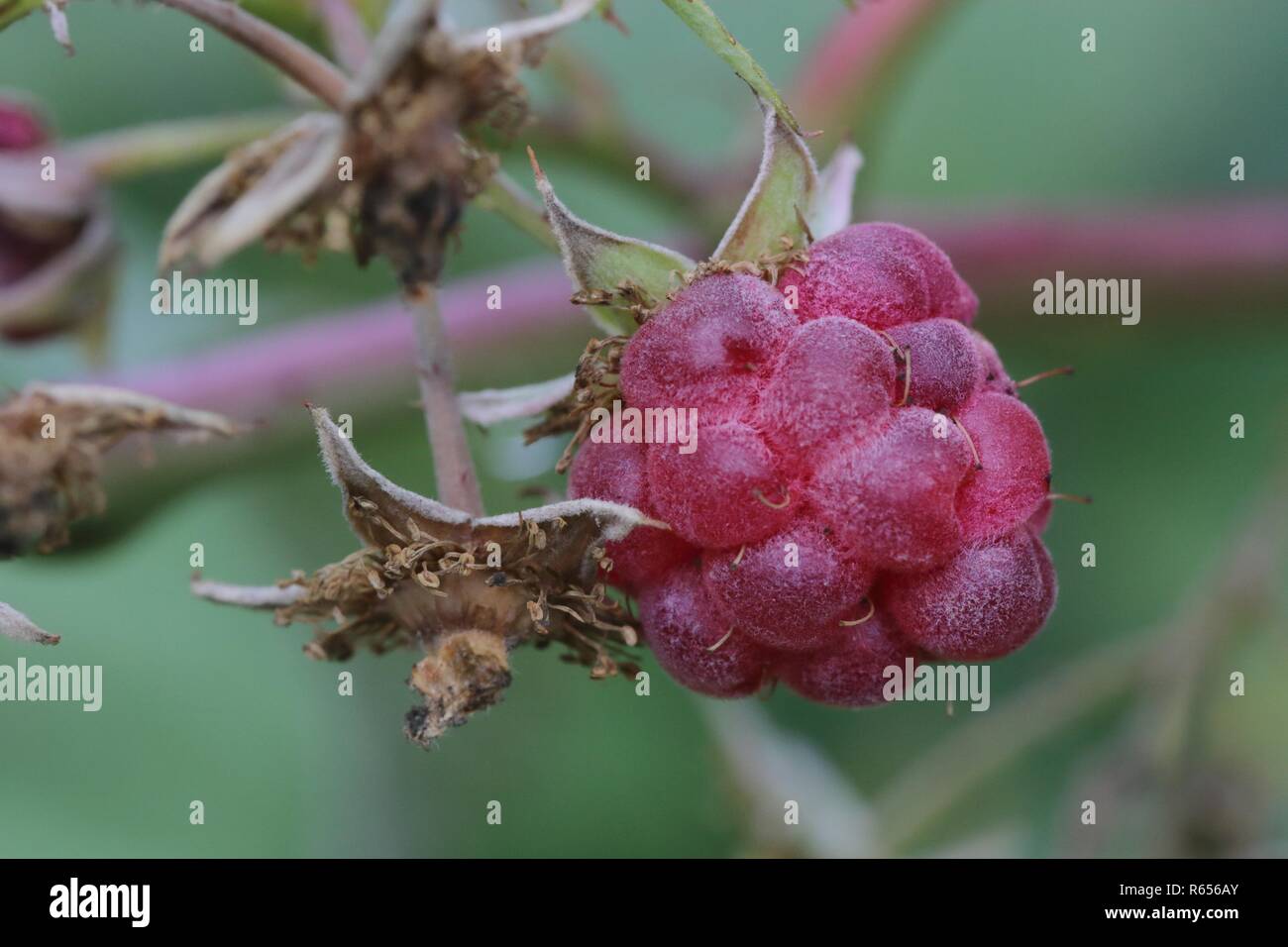 Raspberry plant close up Stock Photo - Alamy